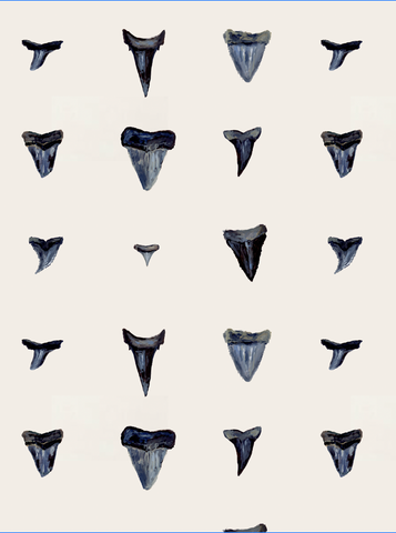 Shark Tooth in Pattern PRINT