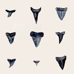 Shark Tooth Square PRINT