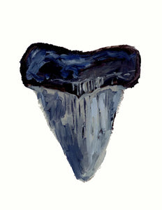 Shark Tooth 1